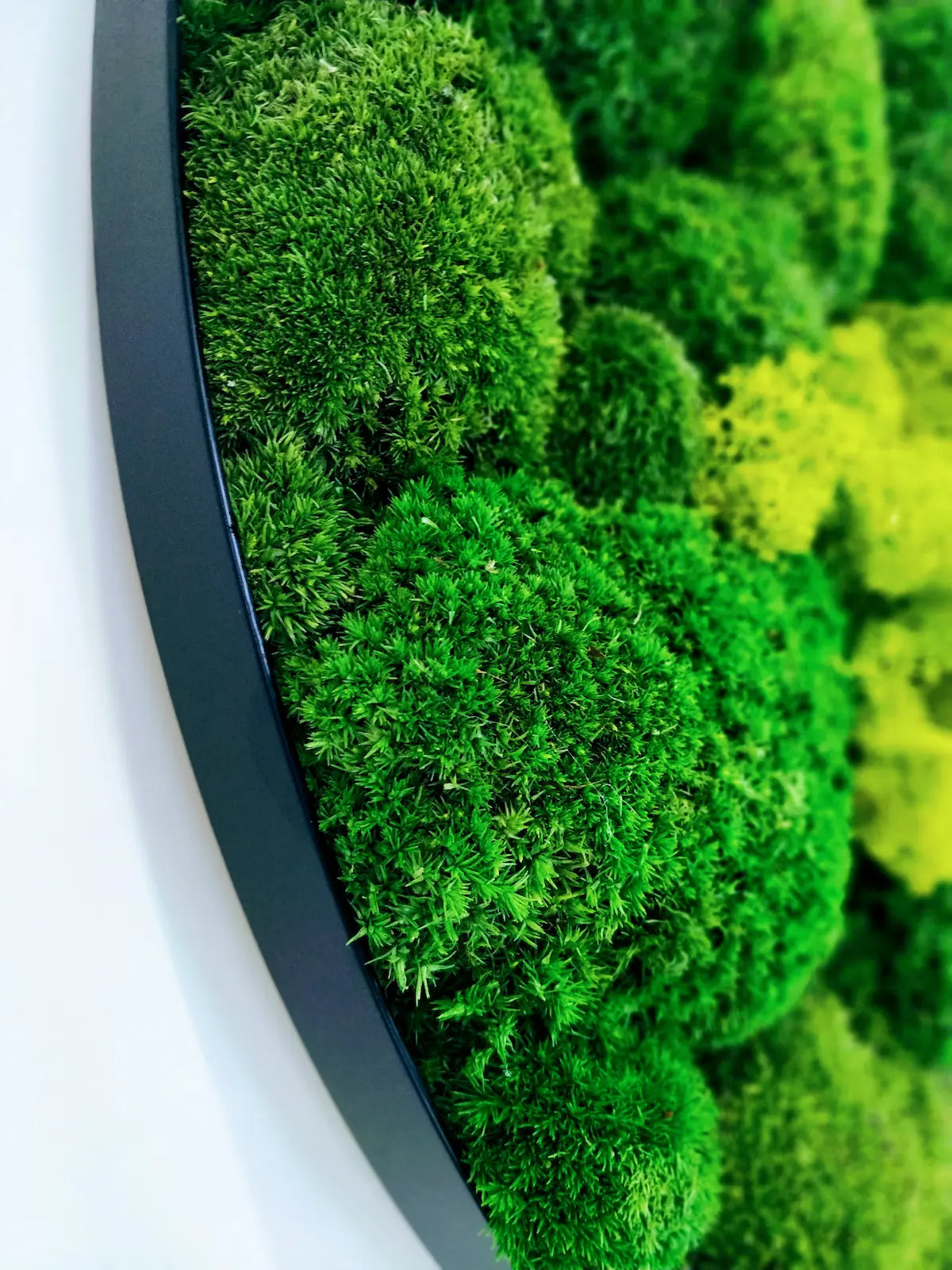 Frameless Reindeer Moss Wall Panels Round texture closeup DecorMania UK